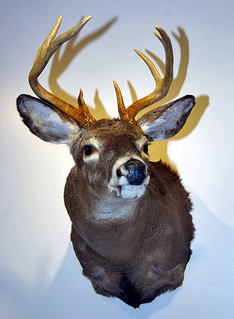 mounted deer head